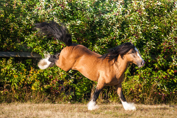 Amazing playful chestnut (brown with black mane) cart horse stallion gallop freely in the paddock...