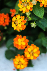 Nature background: yellow and orange flowers, selective focus