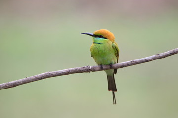 colorful bird on a branch
