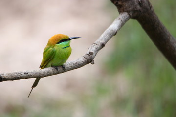 colorful bird on a branch