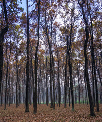 Obraz premium Nature beauty