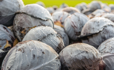 Recently harvested red cabbages side by side