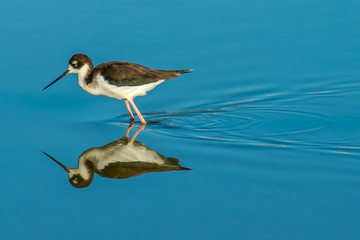 Water Wake of a Hawaiian Stilt