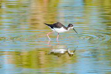 Reflection of a Stilt