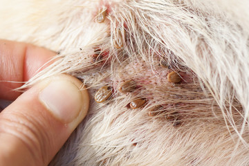 Ticks biting and suckin blood from dog