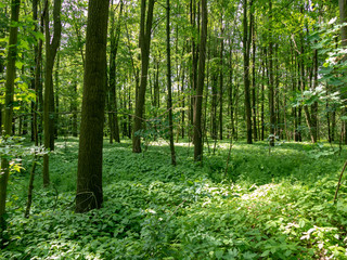 Fototapeta na wymiar panoramic view into the deciduous forest in spring