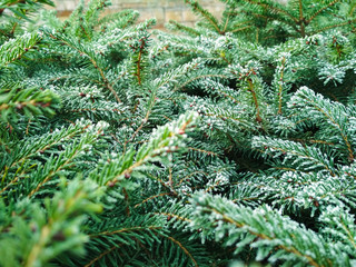 Christmas Tree in snow background. Branch of fir tree covered with snow, closeup. Selective focus.