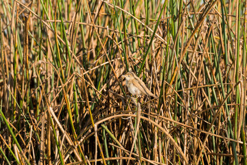 Small bird of brown colors hidden among the reeds