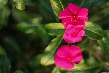 Perfect background: pink flower in the garden, selective focus
