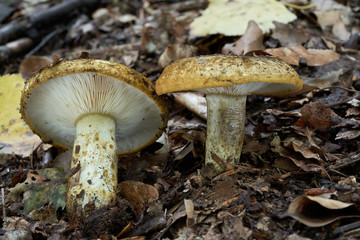 Inedible mushroom Lactarius turpis in the deciduous forest under the birch. Also known as Ugly Milk-cap. Wild mushroom in the leaves. Autumn time in the forest.