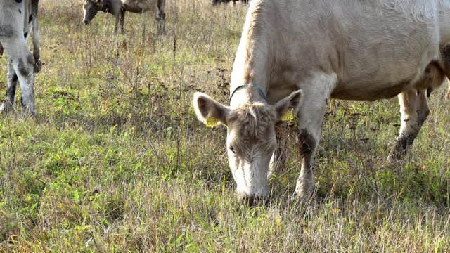 a beige cow walks in the autumn meadow and eats grass on a free pasture, close up photos