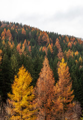 Autumn forest with green spruces and yellow larch
