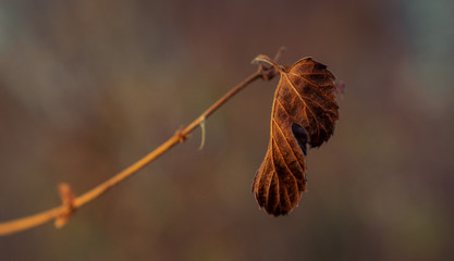 Nature beauty