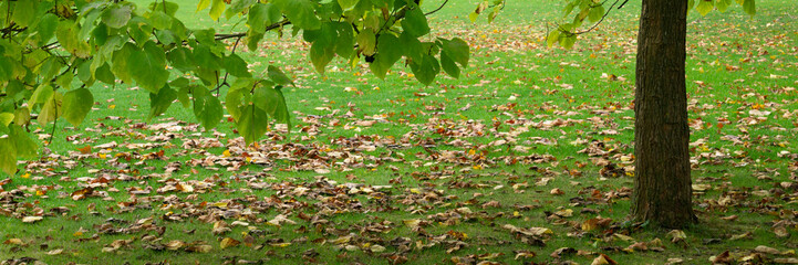 Wiese mit Herbstblätter, Nordrhein-Westfalen, Deutschland, Europa