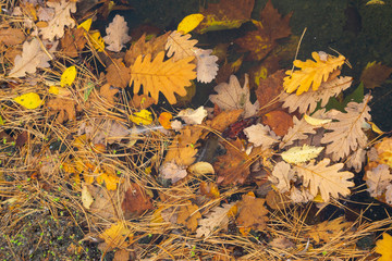 Herbstlich gefärbte Blätter auf einer Wasserfläche, Nordrhein-Westfalen, Deutschland, Europa