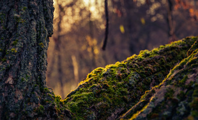 Obraz premium Nature beauty