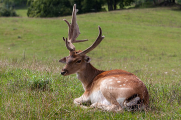 Naklejka na ściany i meble Fallow deer (Dama dama) resting in the grazing land