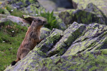 marmot