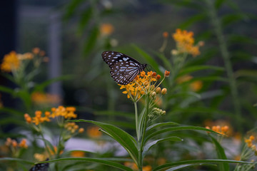 butterfly