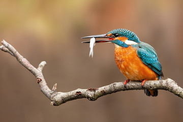 A female kingfisher, alcedo atthis, sitting on a perch above the water, carrying her freshly captured meal by its middle in the mouth and looking to the left of camera.
