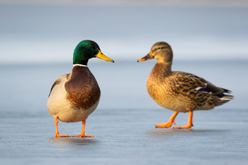 Pair of mallards, anas platyrhynchos, standing on ice in winter close together in cold weather. Concept of animal love and togetherness. Two wild ducks on glacier. Group of wild bird in nature.