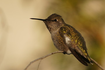 hummingbird in flight