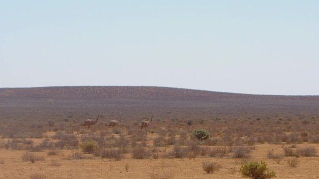 A small group of wild emus running through the dry Australian Outback