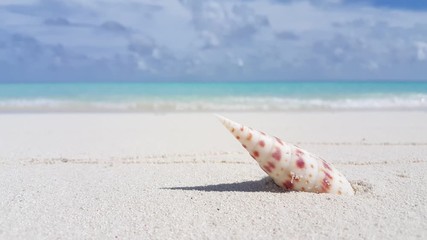 Beautiful spiral seashell leftover on white sand of tropical beach with blur sea and sky background, copy space