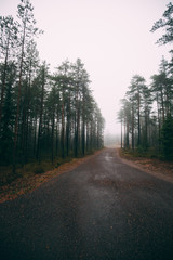 Fototapeta premium Fairytale Forest Finland. Foggy forest near Helsinki