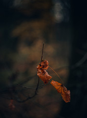 Fading nature in autumn plants