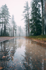 Fairytale Forest Finland. Foggy forest near Helsinki