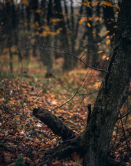 Fading nature in autumn plants