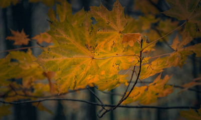 Fading nature in autumn plants