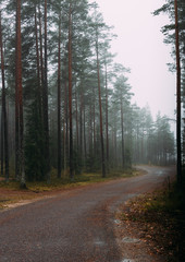 Fairytale Forest Finland. Foggy forest near Helsinki