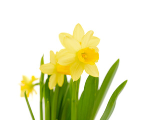 Jonquil flower isolated on white background.  