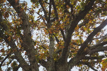 Obraz premium The Seven Stars Tree in Biei, Hokkaido, Japan