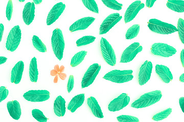 Green spearmint leaves.