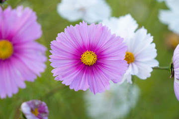 Obraz premium コスモス