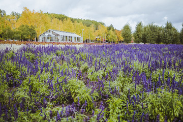 Obraz na płótnie Canvas The Lavender field of Tomita Farm, Furano, Hokkaido, Japan