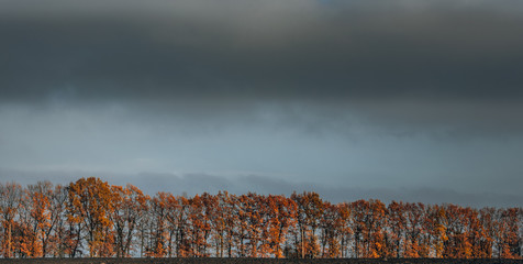 Fading nature in autumn plants