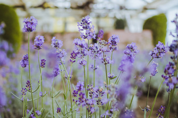 The close up of lavender flowers