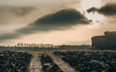Fading nature in autumn plants