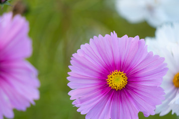 Obraz premium コスモス