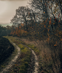 Fototapeta premium Fading nature in autumn plants