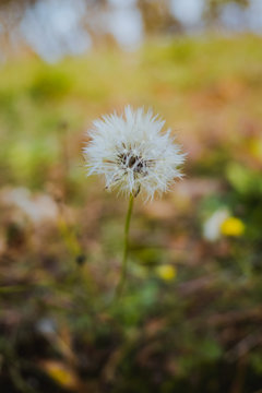 The dandelion ready to be blown