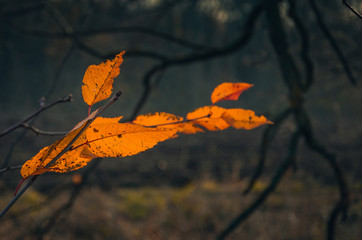 Fading nature in autumn plants