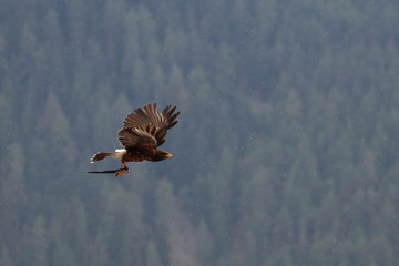golden eagle