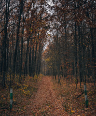 Obraz premium Fading nature in autumn plants