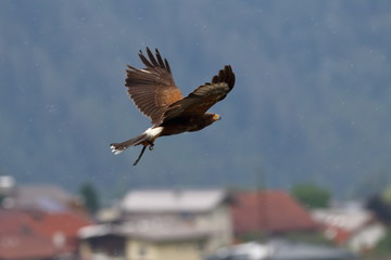 golden eagle