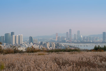 Fototapeta na wymiar White glass in the famous travel place in Seoul, Korea name is Haneul Park during Autumn.